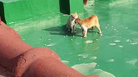 A street cat fighting over territory