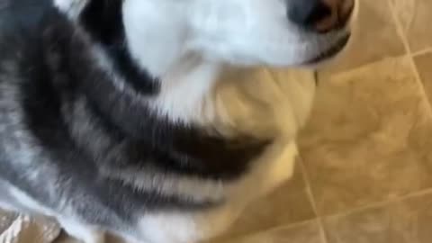 Dog guilty Blames other dog for mess