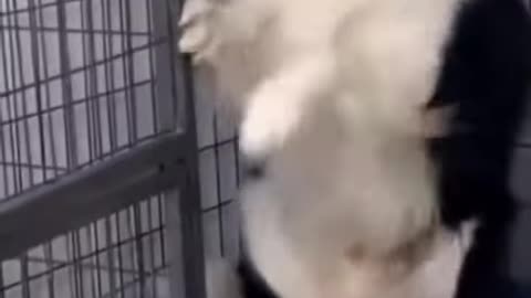 Funny video dog