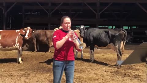 Massachusetts Dairy Farmer Plays Trumpet for her Cows