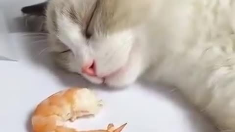 Cute cat sleeping soundly and dreaming of shrimp