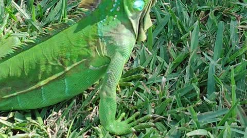 Iguana Far From Home