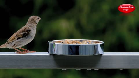 Hungry sparrow