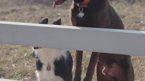 Dogs on the fence