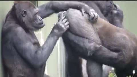 Gorilla Mating Love