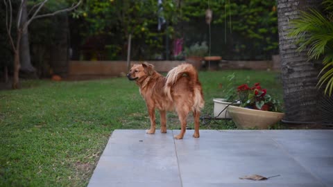 A dog in the yard of the house