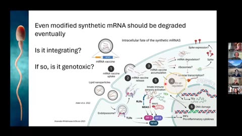 Potential Integration into Sperm Cells of Covid Injectable Products