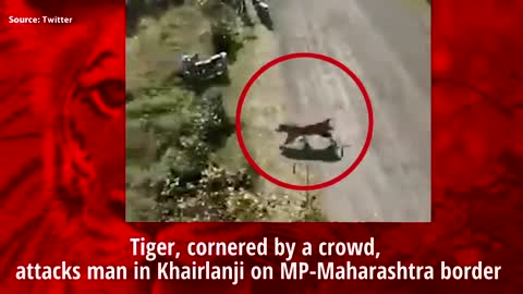 On cam: Tiger, cornered by crowd, attacks one man in MP