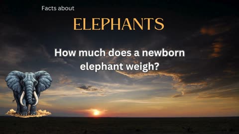 Elephant Fact 2 - How much does a newborn elephant weigh?