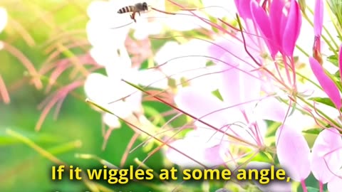 The Secret Language of Bees: Waggle Dance