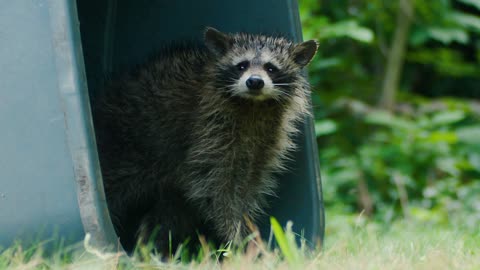 Meet Jeff O'Donnell The Lone Raccoon of The Apocalypse!