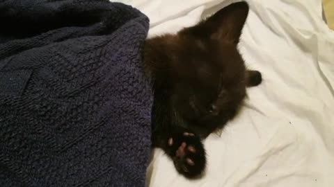 Cute kitten is sleeping sweetly