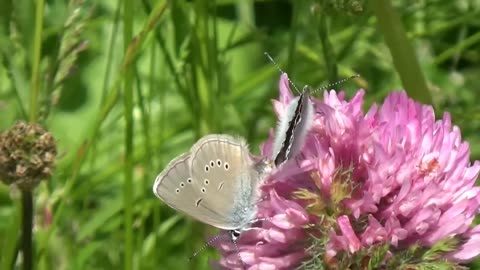 Beautiful butterfly mating moment