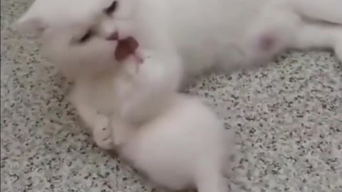 Funny cat and dogs fight - i love it part 2