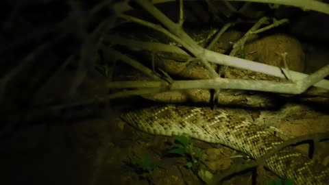 'Nightcrawler' - Mojave Rattlesnake (Crotalus scutulatus)