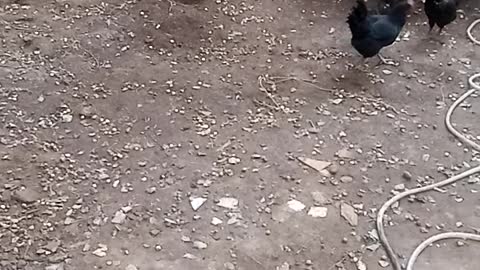 Chicks in the farm are afraid of rabbits