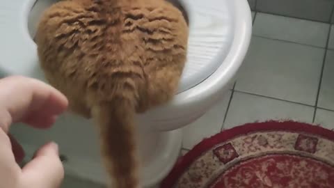 Cat Drink Water From WC