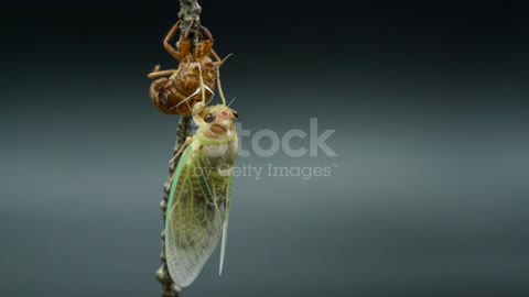 emergence of cicadas