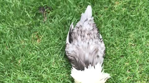 Rooster Buries His Head in the Lawn