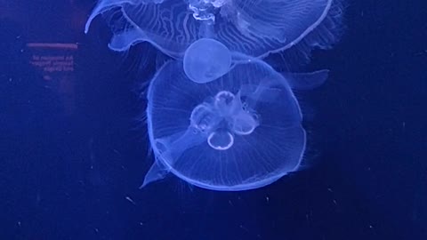 Group of Jellyfish