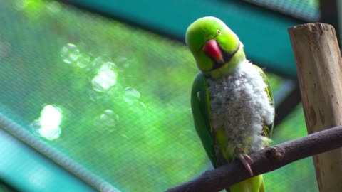 Cute green colored wavy parrot perched on a perch