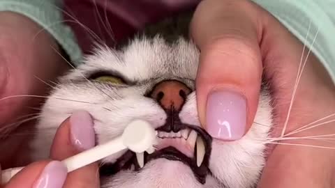 Cat teeth cleaning