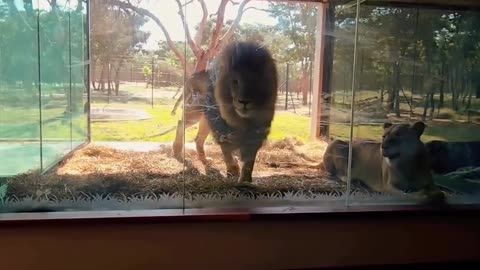 Would you spend in such a room lions overlooking.