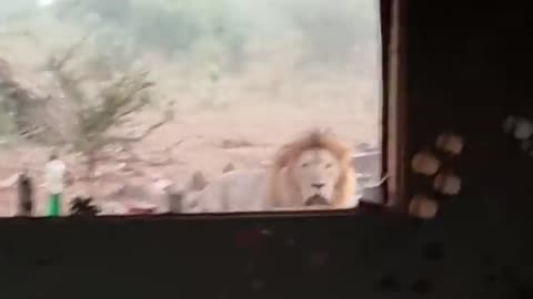 Lion in the kitchen window