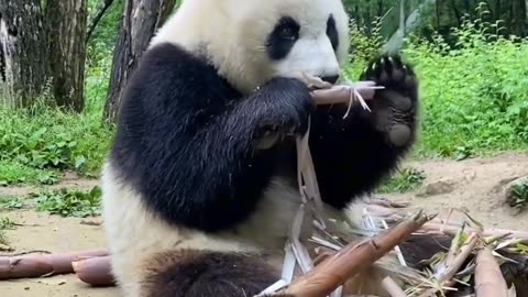 Cute Panda enjoying its meal