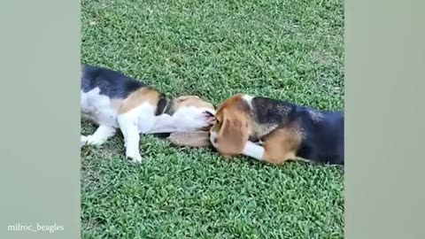 Funny dogs video