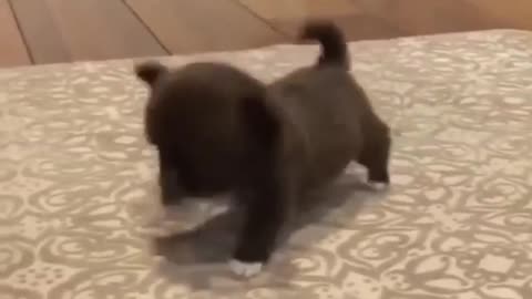 Cute puppy first steps videos