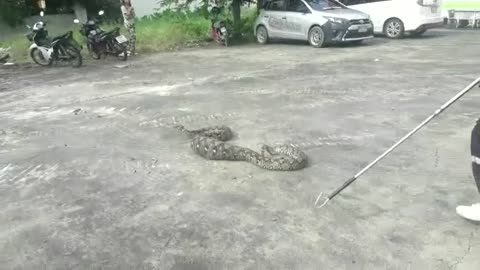 Snake Regurgitates Cat