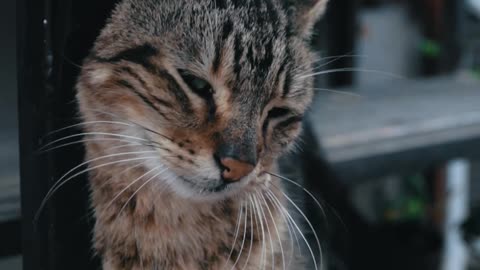 Tabby Cat Rubbing Against a Wooden Frame