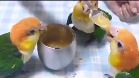 baby parrots being fed funny