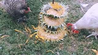 Sunflower grill for chickens 😍🐔