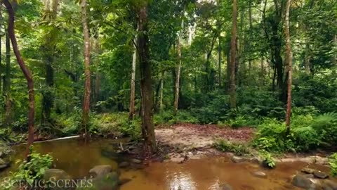 Forest 4K - The Healing Power Of Nature Sounds | Forest Sounds | Scenic Relaxation Film