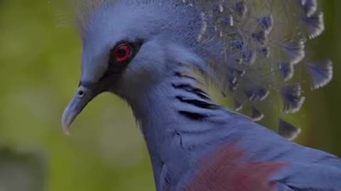 The Victoria Crowned Royal Pigeon #shorts #viral #shortsvideo #video