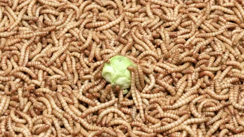 Timelapse 50 000 Mealworms vs A Brussel Sprout