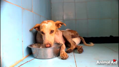 Impaled by a rod, dog in agony before rescue--beautiful recovery.