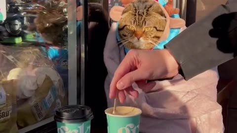 cat and coffe