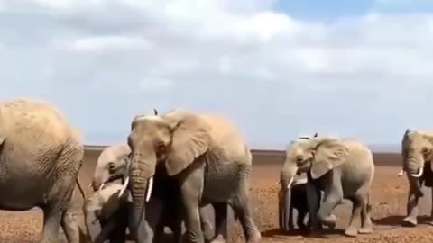 🐘