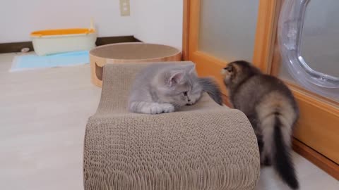 A cute kitten desperately trying to wake up his owner who never wakes up