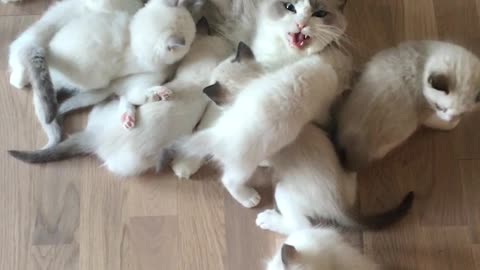 Kitten Pile