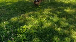 My ducks in the garden