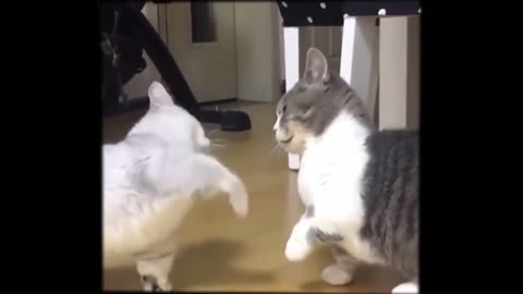 Funny dog and cat 😂😂😂