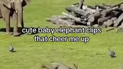 cute baby elephant clips that cheer me up