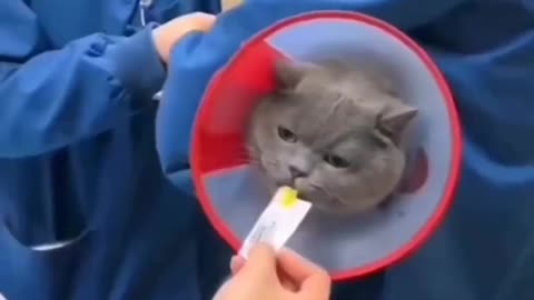 Funny Cats Compilation 😂😂😂😂