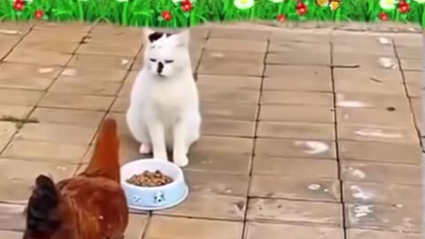 Cat vs hen.