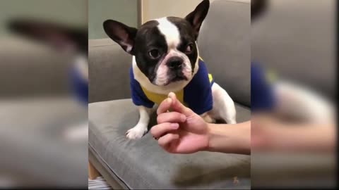 Cute baby dog's funny moments 😄