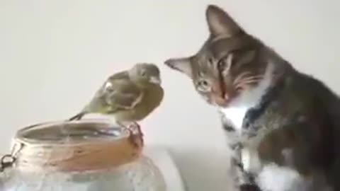 Funny Cat Videos Funny Animal Funny Cat Funny Animals Compilation | #Funny_Animals